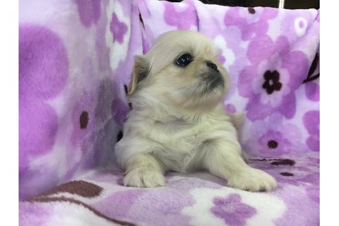 成約済の愛知県のペキニーズ-24752の1枚目